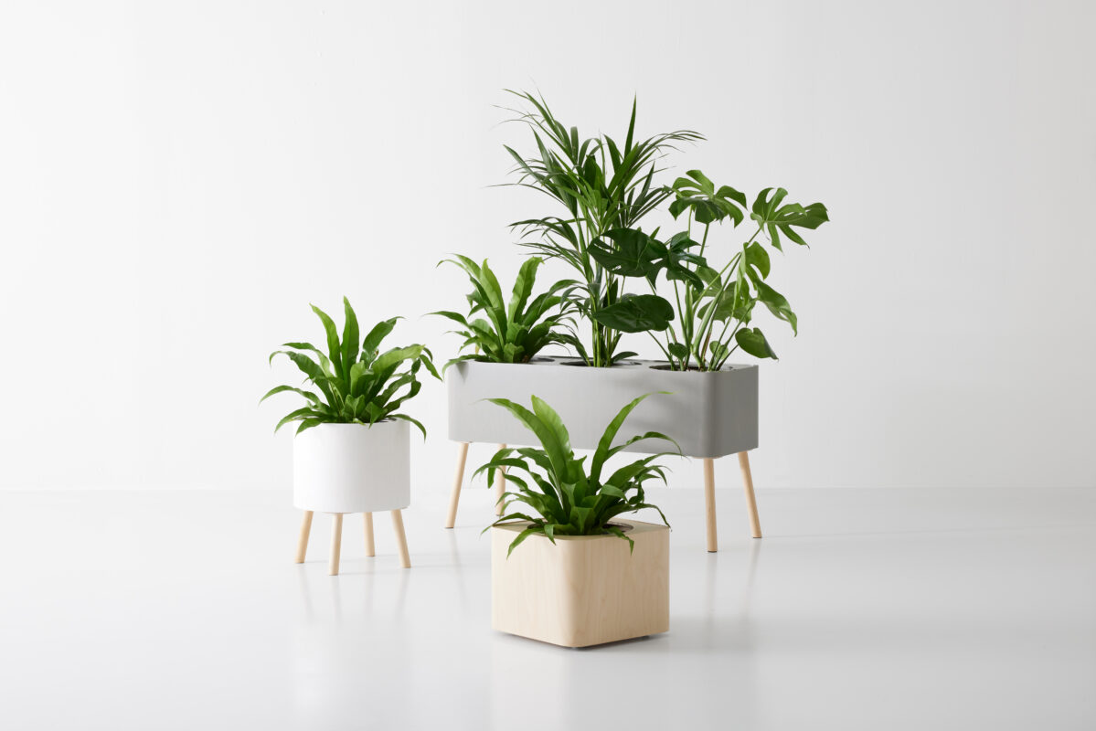innogreen koivu pot