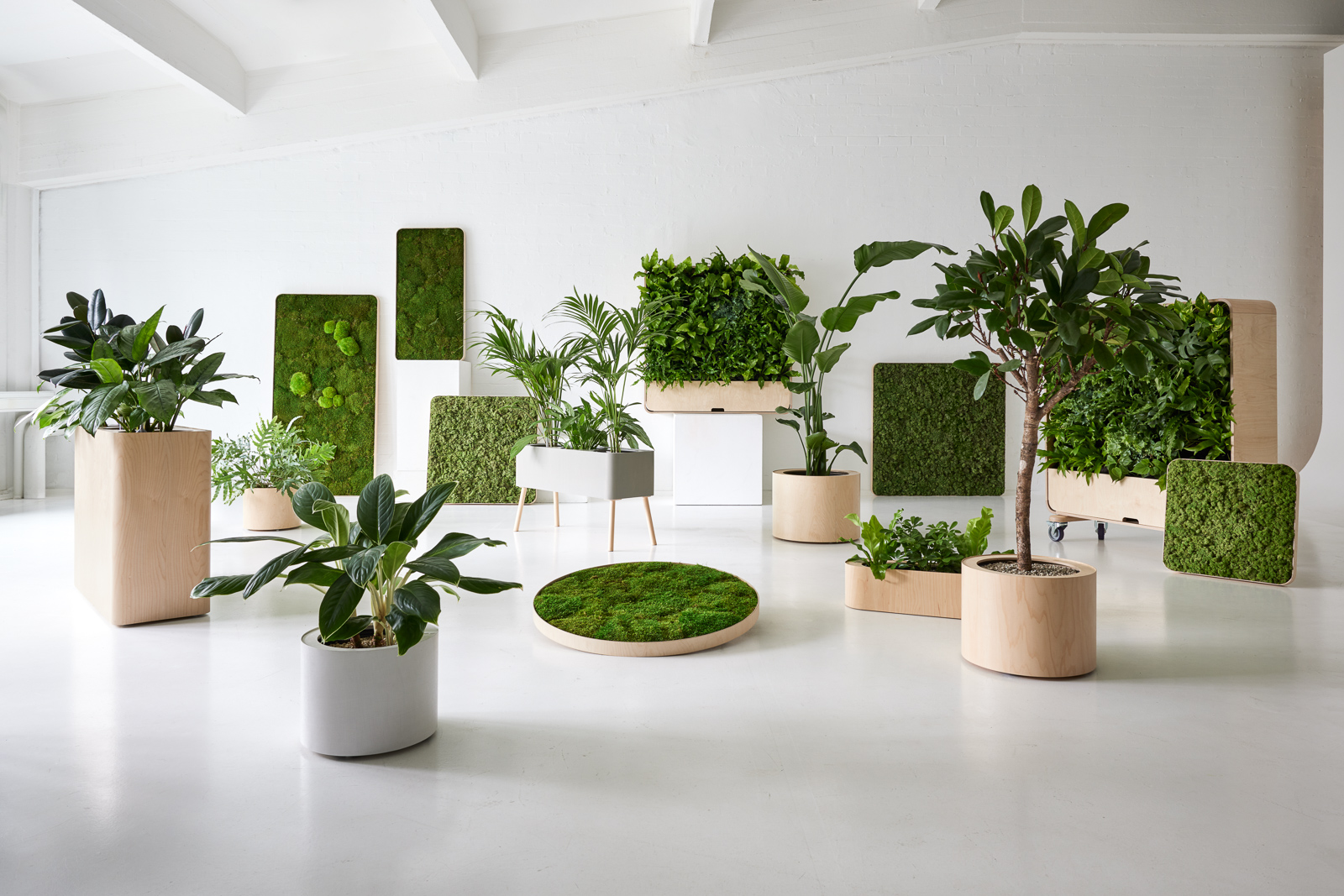 innogreen koivu